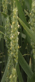 Wheat at Feekes 10.5.3